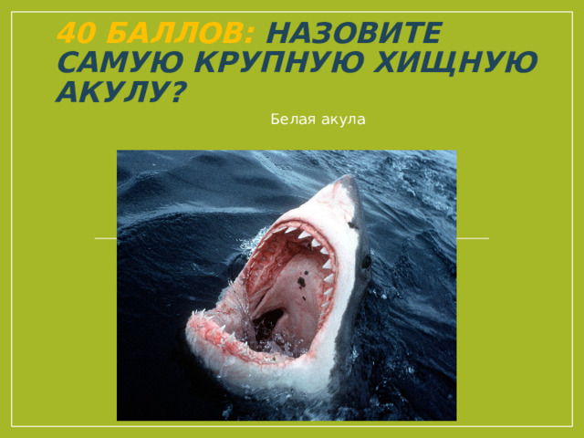 40 баллов: Назовите самую крупную хищную акулу? Белая акула 