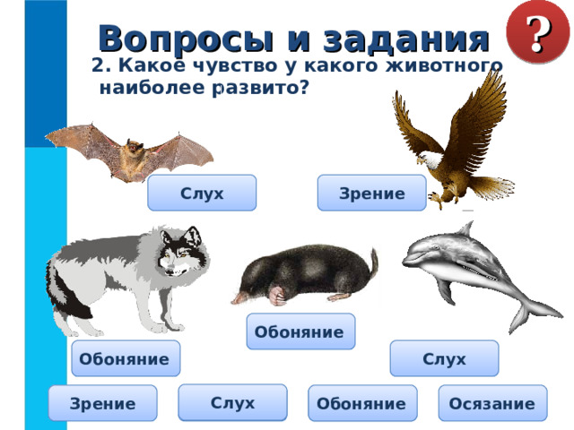  Вопросы и задания ?  2. Какое чувство у какого животного наиболее развито? Слух Зрение Обоняние Обоняние Слух Слух Обоняние Осязание Слух Обоняние Зрение 