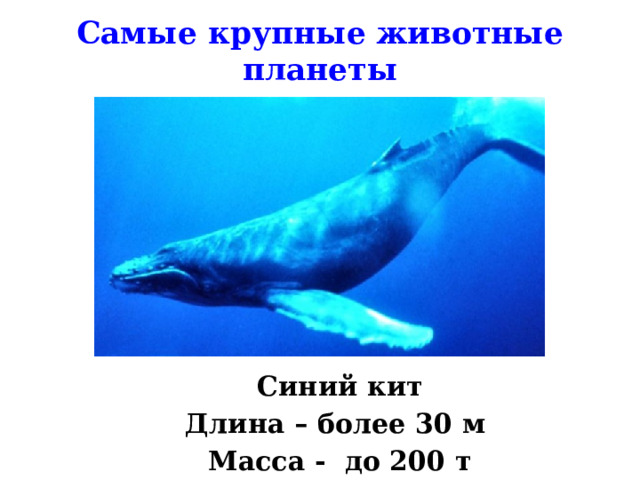 Самые крупные животные планеты Синий кит Длина – более 30 м Масса - до 200 т  