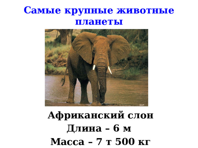Самые крупные животные планеты Африканский слон Длина – 6 м Масса – 7 т 500 кг  