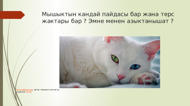 Мышыктын кандай пайдасы бар жана терс жактары бар ? Эмне менен азыктанышат ? Это изображение , автор: Неизвестный автор, лицензия: CC BY 