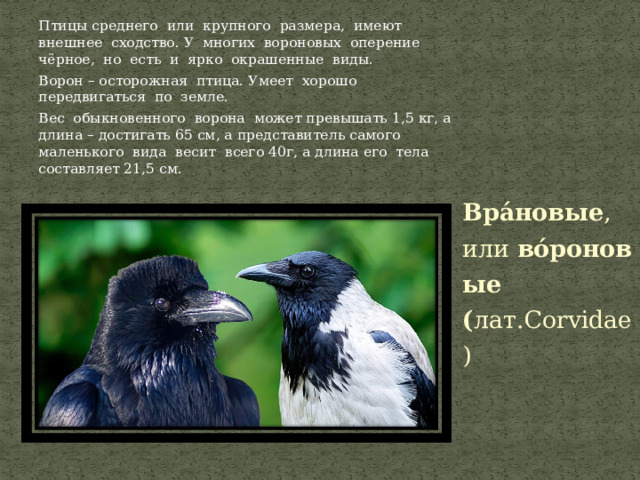 Презентация по биологии на тему "Семейство врановые" (7 класс)