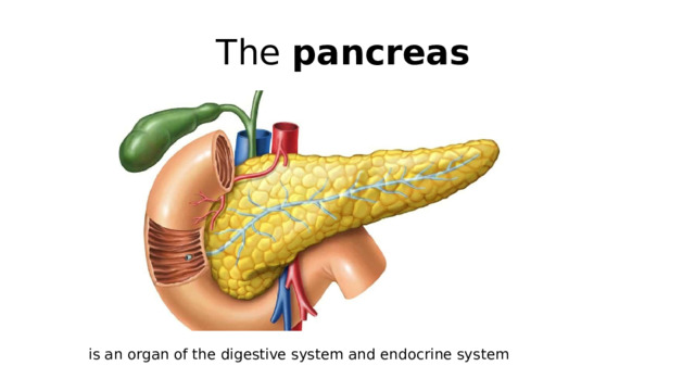 The  pancreas is an organ of the digestive system and endocrine system 