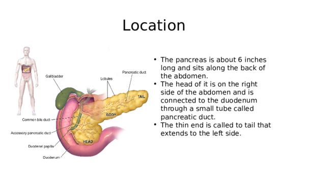 Location The pancreas is about 6 inches long and sits along the back of the abdomen. The head of it is on the right side of the abdomen and is connected to the duodenum through a small tube called pancreatic duct. The thin end is called to tail that extends to the left side. 