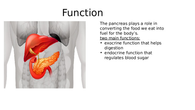 Function The pancreas plays a role in converting the food we eat into fuel for the body’s. two main functions: exocrine function that helps digestion endocrine function that regulates blood sugar 