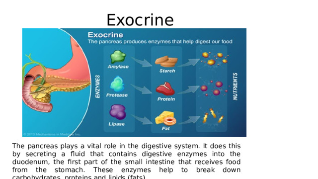 Exocrine The pancreas plays a vital role in the digestive system. It does this by secreting a fluid that contains digestive enzymes into the duodenum, the first part of the small intestine that receives food from the stomach. These enzymes help to break down carbohydrates, proteins and lipids (fats). 