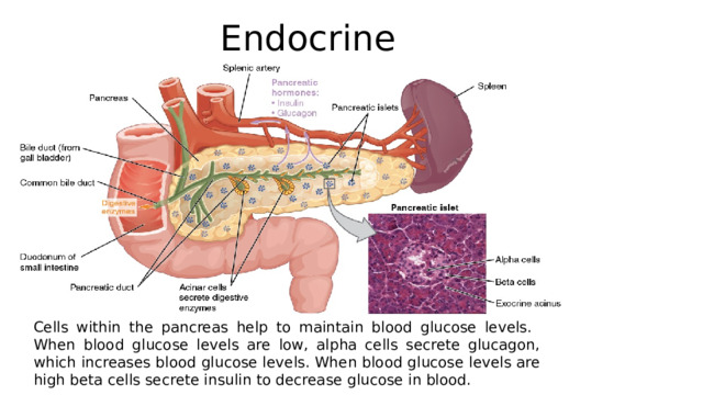 Endocrine  Cells within the pancreas help to maintain blood glucose levels. When blood glucose levels are low, alpha cells secrete glucagon, which increases blood glucose levels. When blood glucose levels are high beta cells secrete insulin to decrease glucose in blood. 