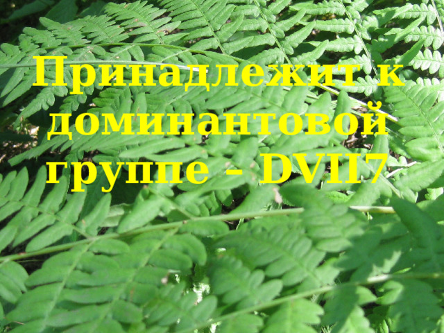 Принадлежит к доминантовой группе – DVII7   