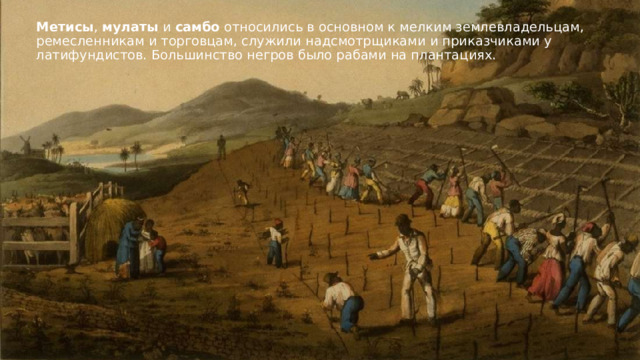 Метисы , мулаты и самбо относились в основном к мелким землевладельцам, ремесленникам и торговцам, служили надсмотрщиками и приказчиками у латифундистов. Большинство негров было рабами на плантациях.  