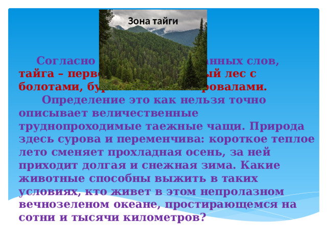 Люди тайги слова. Внешний облик зоны тайги. Тайга текст. Тайга слово. Текст встреча в тайге.