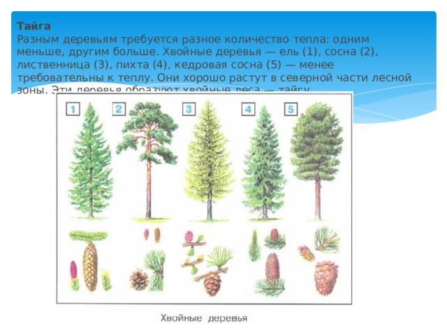 Рисунок растения тайги. Деревья тайги. Деревья тайги названия. Растения и деревья тайги. Лиственные деревья тайги.
