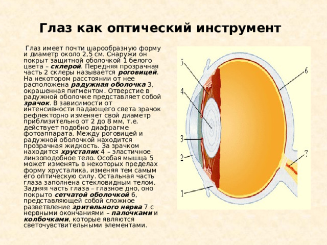 Глаз как оптический инструмент  Глаз имеет почти шарообразную форму и диаметр около 2,5 см. Снаружи он покрыт защитной оболочкой 1 белого цвета – склерой . Передняя прозрачная часть 2 склеры называется роговицей . На некотором расстоянии от нее расположена радужная оболочка 3, окрашенная пигментом. Отверстие в радужной оболочке представляет собой зрачок . В зависимости от интенсивности падающего света зрачок рефлекторно изменяет свой диаметр приблизительно от 2 до 8 мм, т.е. действует подобно диафрагме фотоаппарата. Между роговицей и радужной оболочкой находится прозрачная жидкость. За зрачком находится хрусталик 4 – эластичное линзоподобное тело. Особая мышца 5 может изменять в некоторых пределах форму хрусталика, изменяя тем самым его оптическую силу. Остальная часть глаза заполнена стекловидным телом. Задняя часть глаза – глазное дно, оно покрыто сетчатой оболочкой 6, представляющей собой сложное разветвление зрительного нерва 7 с нервными окончаниями – палочками и колбочками , которые являются светочувствительными элементами. 