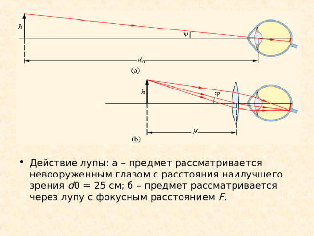 Действие лупы: а – предмет рассматривается невооруженным глазом с расстояния наилучшего зрения d 0 = 25 см; б – предмет рассматривается через лупу с фокусным расстоянием F . 