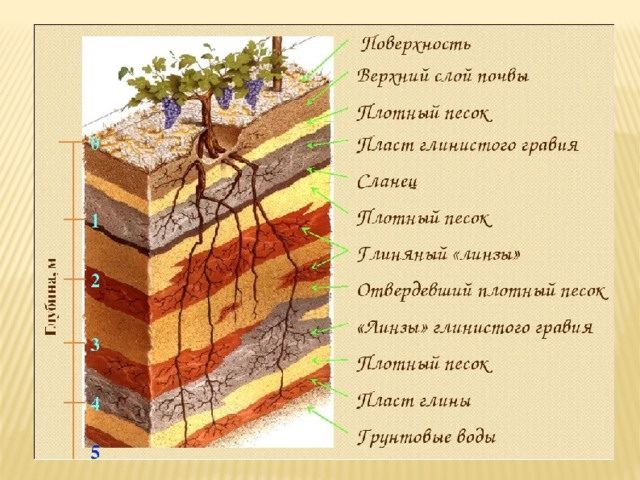 Потеря плодородного слоя почвы и проблемы его восстановления