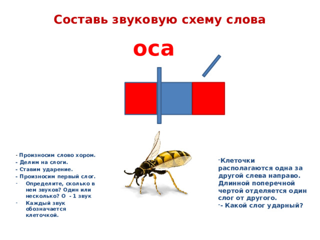 Составь звуковую схему слова оса - Произносим слово хором. - Делим на слоги. - Ставим ударение. - Произносим первый слог. Определите, сколько в нем звуков? Один или несколько? О - 1 звук Каждый звук обозначается клеточкой. Клеточки располагаются одна за другой слева направо. Длинной поперечной чертой отделяется один слог от другого. - Какой слог ударный? 