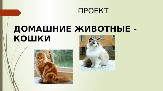  ПРОЕКТ ДОМАШНИЕ ЖИВОТНЫЕ - КОШКИ 