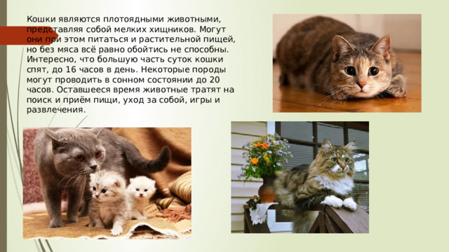 Кошки являются плотоядными животными, представляя собой мелких хищников. Могут они при этом питаться и растительной пищей, но без мяса всё равно обойтись не способны. Интересно, что большую часть суток кошки спят, до 16 часов в день. Некоторые породы могут проводить в сонном состоянии до 20 часов. Оставшееся время животные тратят на поиск и приём пищи, уход за собой, игры и развлечения. 