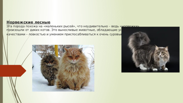 Норвежские лесные  Эта порода похожа на «маленьких рысей», что неудивительно – ведь «норвежки» произошли от диких котов. Это выносливые животные, обладающие уникальными качествами – ловкостью и умением приспосабливаться к очень суровым условиям .    