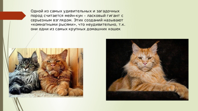 Одной из самых удивительных и загадочных пород считается мейн-кун – ласковый гигант с серьезным взглядом. Этих созданий называют «комнатными рысями», что неудивительно, т.к. они одни из самых крупных домашних кошек   