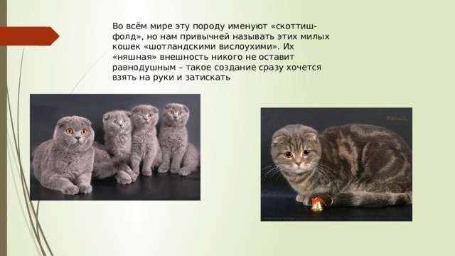 Во всём мире эту породу именуют «скоттиш-фолд», но нам привычней называть этих милых кошек «шотландскими вислоухими». Их «няшная» внешность никого не оставит равнодушным – такое создание сразу хочется взять на руки и затискать   