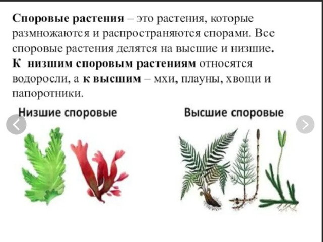 Какие растения споровые. Нисшие поровые растение. Подцарство высшие споровые растения. Высшее споровое растение. Низшие и высшие споровые растения.