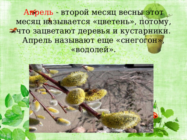 Апрель - второй месяц весны этот месяц называется «цветень», потому, что зацветают деревья и кустарники. Апрель называют еще «снегогон», «водолей».   