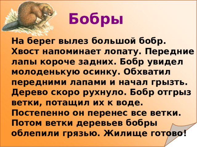 Бобры  На берег вылез большой бобр. Хвост напоминает лопату. Передние лапы короче задних. Бобр увидел молоденькую осинку. Обхватил передними лапами и начал грызть. Дерево скоро рухнуло. Бобр отгрыз ветки, потащил их к воде. Постепенно он перенес все ветки. Потом ветки деревьев бобры облепили грязью. Жилище готово! 