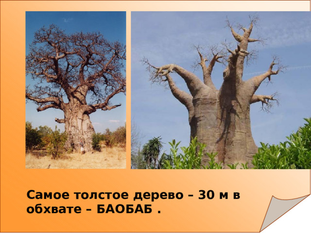 Самое толстое дерево – 30 м в обхвате – БАОБАБ . 