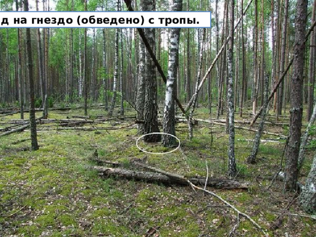 Вид на гнездо (обведено) с тропы.  