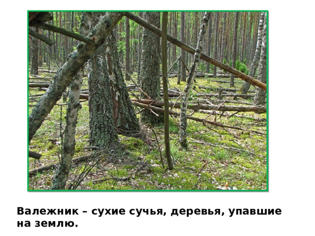Валежник – сухие сучья, деревья, упавшие на землю. 