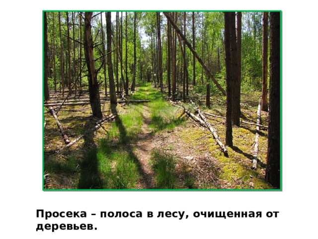 Просека – полоса в лесу, очищенная от деревьев. 