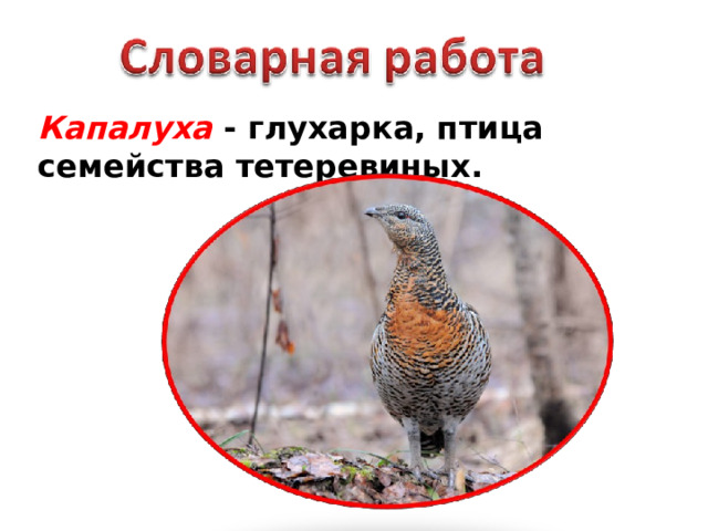 Капалуха - глухарка, птица семейства тетеревиных. 