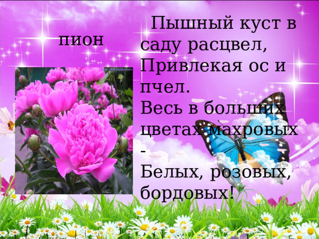  Пышный куст в саду расцвел,   Привлекая ос и пчел.   Весь в больших цветах махровых -   Белых, розовых, бордовых!   пион 