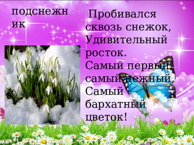  Пробивался сквозь снежок,   Удивительный росток.   Самый первый, самый нежный,   Самый бархатный цветок!  подснежник 