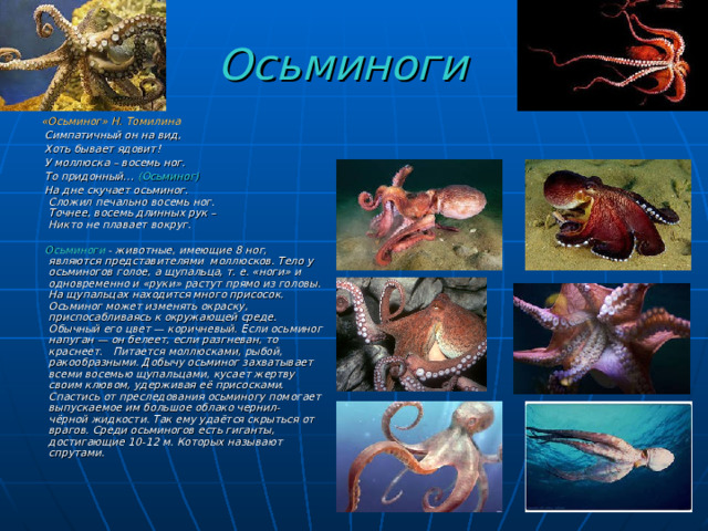 Осьминоги  «Осьминог»  Н. Томилина   Симпатичный он на вид,  Хоть бывает ядовит!   У моллюска – восемь ног.   То придонный…  (Осьминог)  На дне скучает осьминог.  Сложил печально восемь ног.  Точнее, восемь длинных рук –  Никто не плавает вокруг.    Осьминоги - животные, имеющие 8 ног, являются представителями моллюсков. Тело у осьминогов голое, а щупальца, т. е. «ноги» и одновременно и «руки» растут прямо из головы. На щупальцах находится много присосок. Осьминог может изменять окраску, приспосабливаясь к окружающей среде. Обычный его цвет — коричневый. Если осьминог напуган — он белеет, если разгневан, то краснеет.   Питается моллюсками, рыбой, ракообразными. Добычу осьминог захватывает всеми восемью щупальцами, кусает жертву своим клювом, удерживая её присосками. Спастись от преследования осьминогу помогает выпускаемое им большое облако чернил- чёрной жидкости. Так ему удаётся скрыться от врагов. Среди осьминогов есть гиганты, достигающие 10-12 м. Которых называют спрутами. 