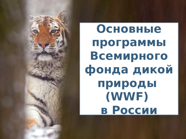Основные программы Всемирного фонда дикой природы (WWF)  в России 