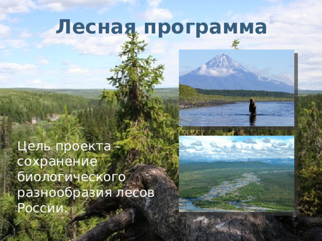 Лесная программа Цель проекта - сохранение биологического разнообразия лесов России. 