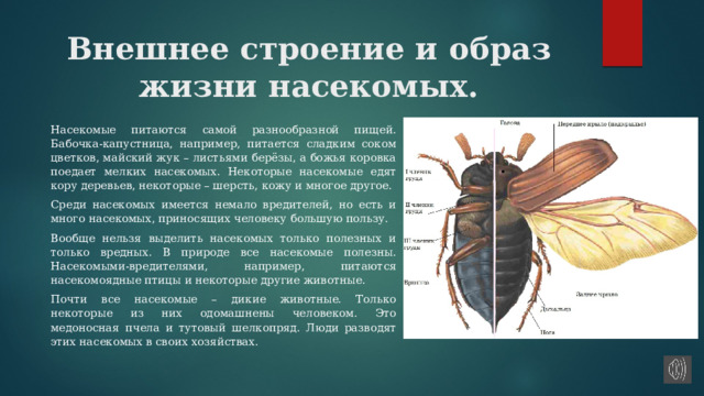 Жизнь насекомых краткое. Признаки насекомых. Краткая речь к проекту по теме Эволюция и разнообразие насекомых.