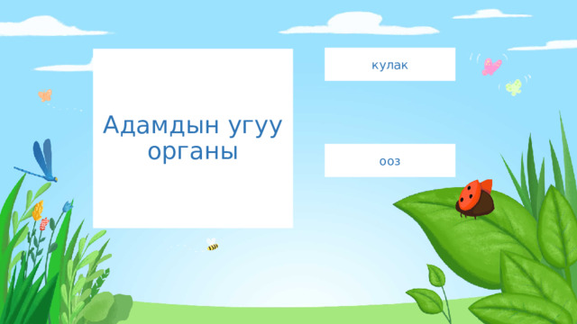 кулак Адамдын угуу органы ооз 