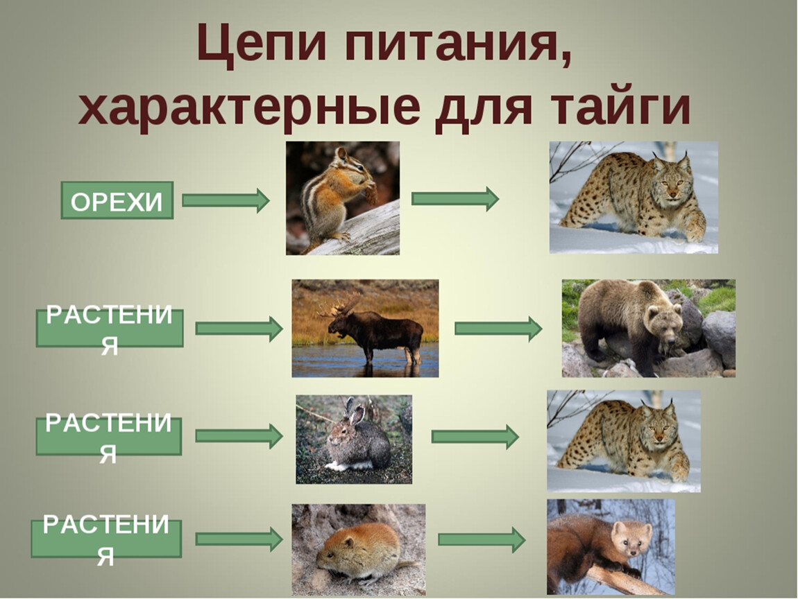 Составить цепь питания тайги. Цепь питания в тайге. Схема цепи питания в тайге. Схема цепи питания тайги 4 класс. Цепь питания характерная для тайги.