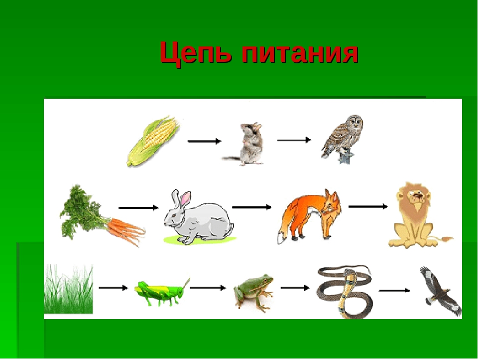 Составить пищевую цепь сообщества лес