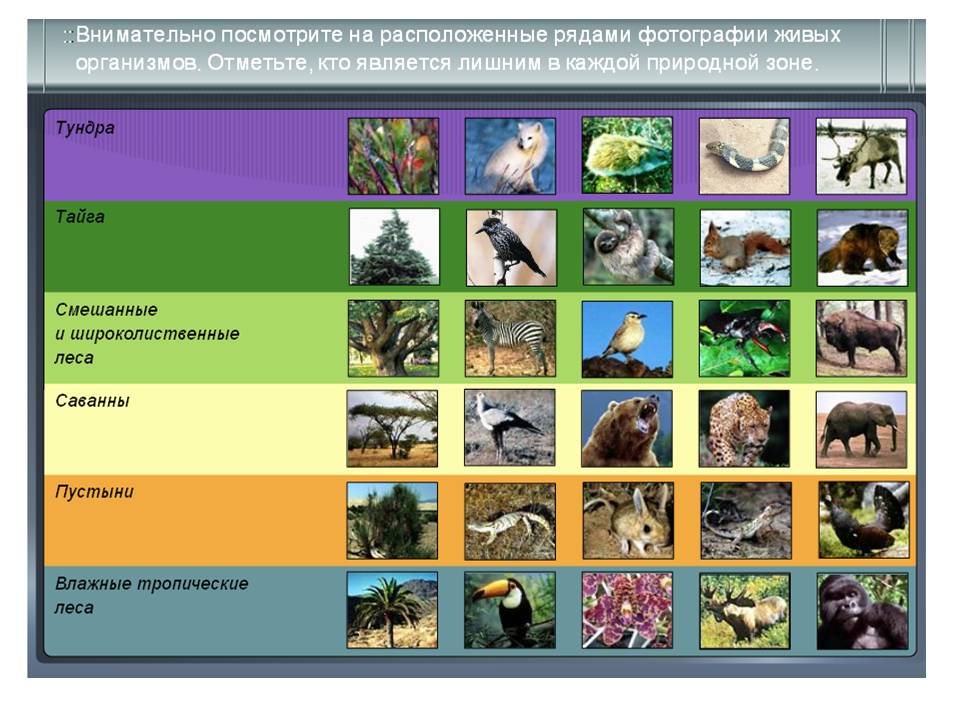 Внимательно посмотрите на рисунки живых организмов отметьте кто является лишним в тундре