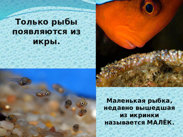 Только рыбы появляются из икры. Маленькая рыбка, недавно вышедшая из икринки называется МАЛЁК. 