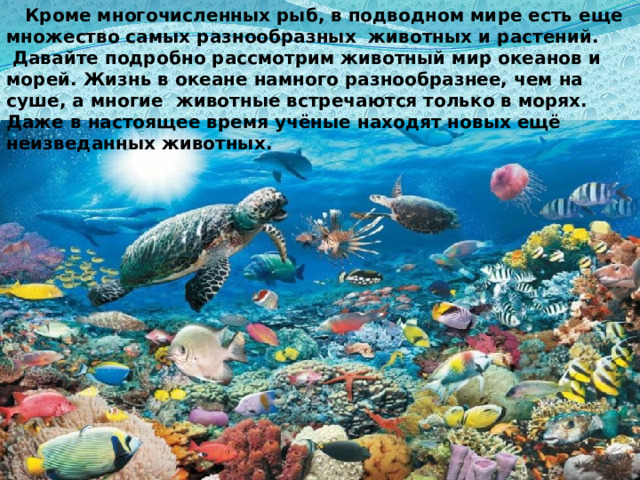  Кроме многочисленных рыб, в подводном мире есть еще множество самых разнообразных  животных и растений.  Давайте подробно рассмотрим животный мир океанов и морей. Жизнь в океане намного разнообразнее, чем на суше, а многие животные встречаются только в морях. Даже в настоящее время учёные находят новых ещё неизведанных животных. 