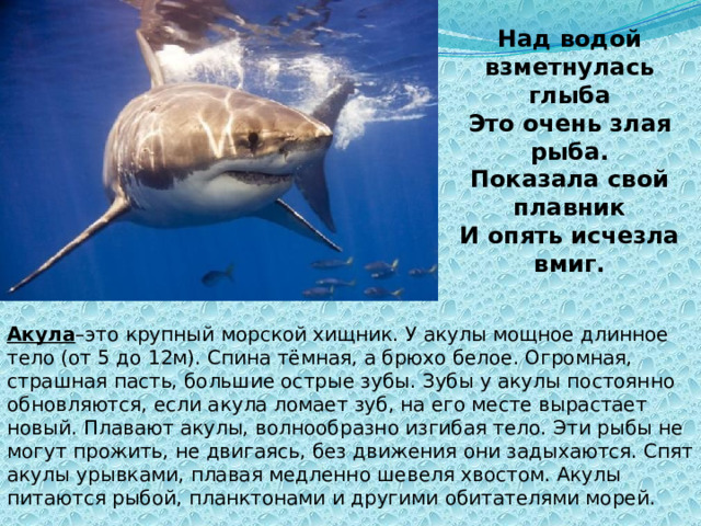 Над водой взметнулась глыба Это очень злая рыба. Показала свой плавник И опять исчезла вмиг. Акула –это крупный морской хищник. У акулы мощное длинное тело (от 5 до 12м). Спина тёмная, а брюхо белое. Огромная, страшная пасть, большие острые зубы. Зубы у акулы постоянно обновляются, если акула ломает зуб, на его месте вырастает новый. Плавают акулы, волнообразно изгибая тело. Эти рыбы не могут прожить, не двигаясь, без движения они задыхаются. Спят акулы урывками, плавая медленно шевеля хвостом. Акулы питаются рыбой, планктонами и другими обитателями морей. 