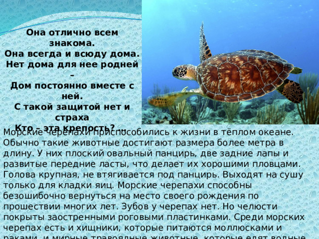 Она отлично всем знакома. Она всегда и всюду дома. Нет дома для нее родней – Дом постоянно вместе с ней. С такой защитой нет и страха Кто – эта крепость? …  Морские черепахи приспособились к жизни в тёплом океане. Обычно такие животные достигают размера более метра в длину. У них плоский овальный панцирь, две задние лапы и развитые передние ласты, что делает их хорошими пловцами. Голова крупная, не втягивается под панцирь. Выходят на сушу только для кладки яиц. Морские черепахи способны безошибочно вернуться на место своего рождения по прошествии многих лет. Зубов у черепах нет. Но челюсти покрыты заостренными роговыми пластинками. Среди морских черепах есть и хищники, которые питаются моллюсками и раками, и мирные травоядные животные, которые едят водные растения, в основном, морскую капусту. 