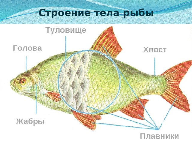 Строение тела рыбы 