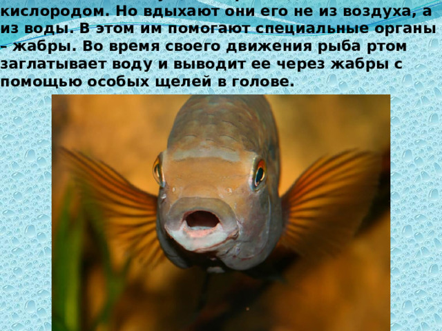Как и все живые существа рыбы дышат кислородом. Но вдыхают они его не из воздуха, а из воды. В этом им помогают специальные органы – жабры. Во время своего движения рыба ртом заглатывает воду и выводит ее через жабры с помощью особых щелей в голове.  