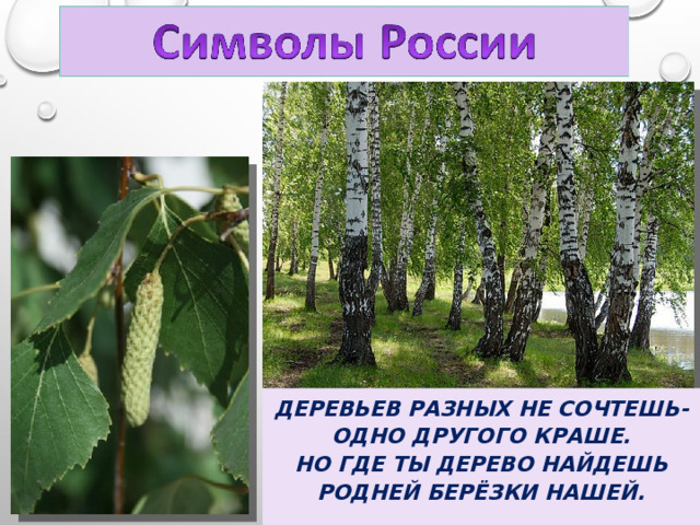 ДЕРЕВЬЕВ РАЗНЫХ НЕ СОЧТЕШЬ- ОДНО ДРУГОГО КРАШЕ. НО ГДЕ ТЫ ДЕРЕВО НАЙДЕШЬ РОДНЕЙ БЕРЁЗКИ НАШЕЙ.  