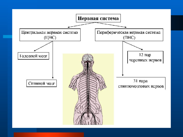 Презентация по дисциплине "Анатомия и физиология человека ...